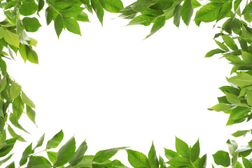 Fototapeta na wymiar Frame of beautiful vibrant green leaves on white background