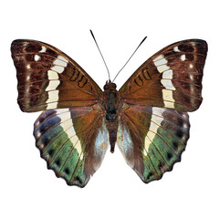 Beautiful butterfly on transparent background. PNG file