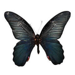 Beautiful butterfly on transparent background. PNG file