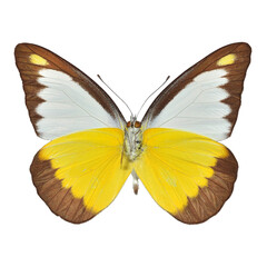 Fototapeta na wymiar Beautiful butterfly on transparent background. PNG file