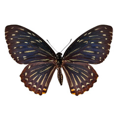 Beautiful butterfly on transparent background. PNG file