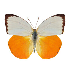 Fototapeta premium Beautiful butterfly on transparent background. PNG file
