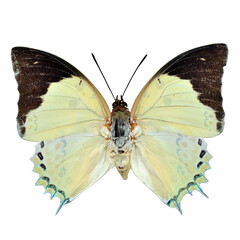 Beautiful butterfly on transparent background. PNG file