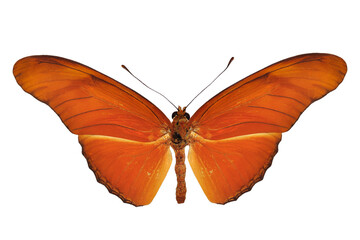 Beautiful butterfly on transparent background. PNG file