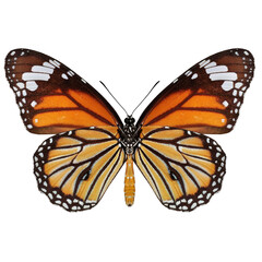 Beautiful butterfly on transparent background. PNG file - 619305394