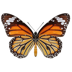 Beautiful butterfly on transparent background. PNG file