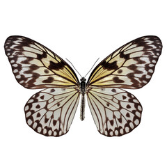 Beautiful butterfly on transparent background. PNG file