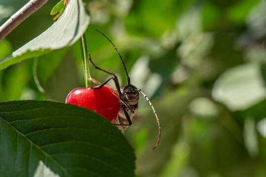 Longhorn beetle on red cherry. Insect in garden on blurred background. Pests in the garden. High quality horizontal photo