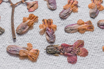 Beautiful pressed flowers close up