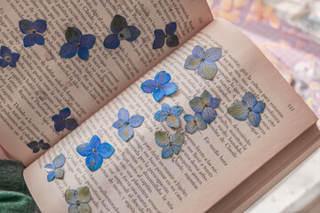 Pressed blue hydrangeas on a book