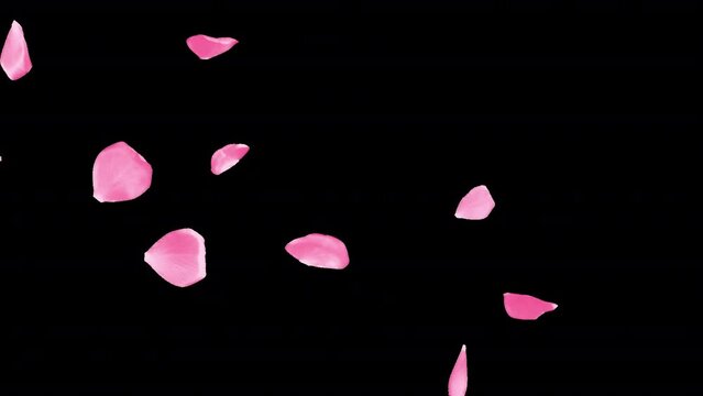 Pink rose transition and reveal