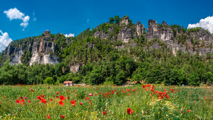 Bastei sandstone rocks and ancient bridge in front of meadow field of poppies and chamomile at the hiking trail in the national park Saxon Switzerland, Kurort Rathen, Germany