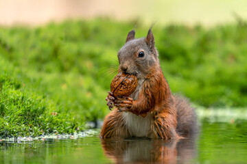  Eurasian red squirrel (Sciurus vulgaris) eating a walnut in a pool of water  in the forest of Noord Brabant in the Netherlands. Green background.                            