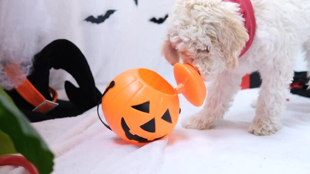 Halloween dog. Funny lagotto romagnolo eats halloween jack pumpkin treats puppy in halloween decor with pumpkin jack lantern. Preparing to celebrate halloween. Scary decorations, holiday. Slow motion