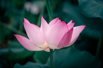 pink lotus flower