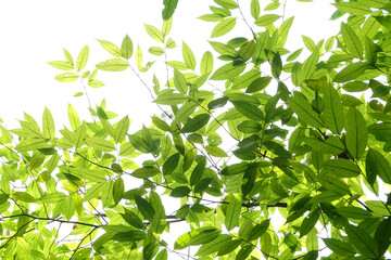 green leaves on white background