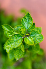 Close up of green leaves with use of selective focus