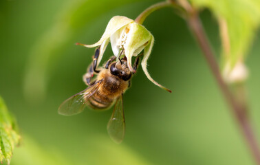 A bee on a raspberry flower. Macro