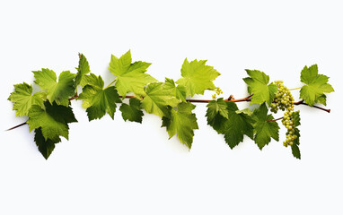 Fototapeta premium Grape leaves isolated on white.