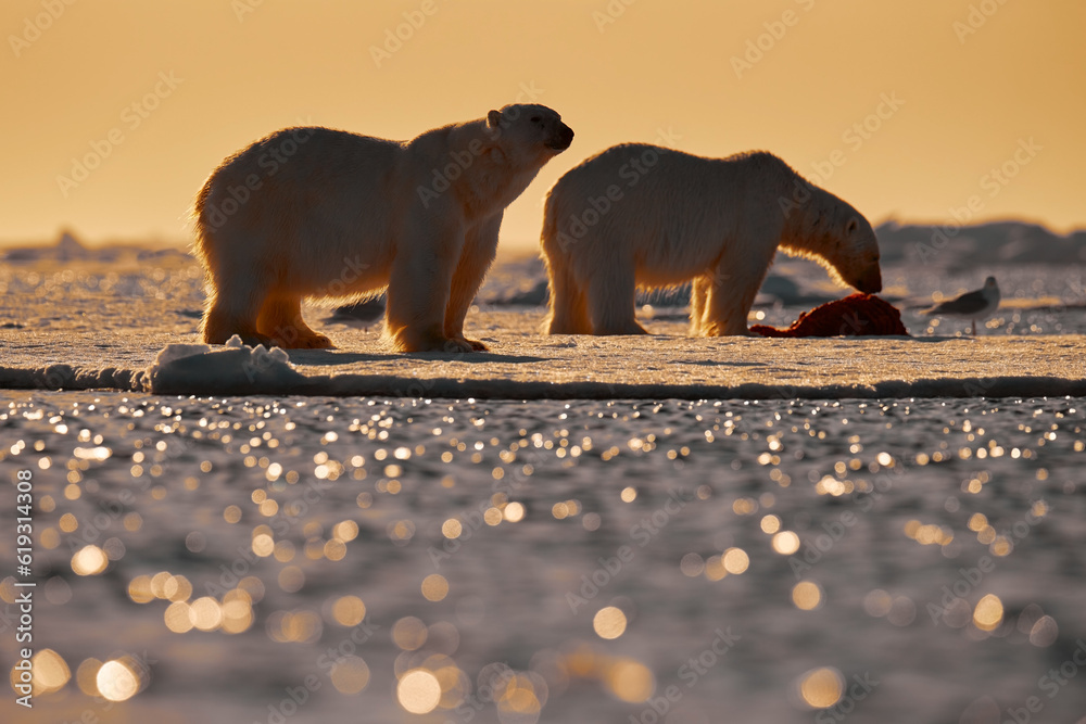 Wall mural wildlife - two polar bear on drifting ice with snow feeding on killed seal, skeleton and blood, wild