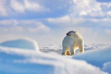 Wildlife - two polar bear on drifting ice with snow feeding on killed seal, skeleton and blood,...