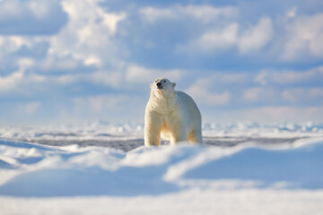 Wildlife - two polar bear on drifting ice with snow feeding on killed seal, skeleton and blood, wildlife Svalbard, Norway. Beras with carcass, wildlife nature. Carcass with blue sky and clouds. © ondrejprosicky