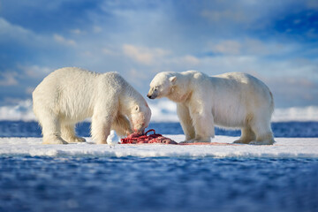 Arctic wildlife - two polar bears with killed seal. White bear feeding on drift ice with snow, Svalbard, Norway. Bloody nature with big animals. Dangerous baer with carcass. Blue sky with clouds.