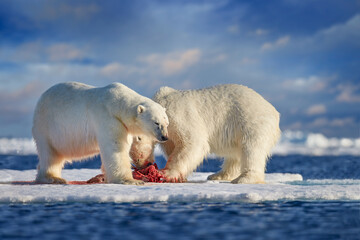 Arctic wildlife, beras. Polar bear on drifting ice with snow feeding on killed seal, skeleton and...