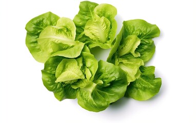 Fresh lettuce isolated on white background.