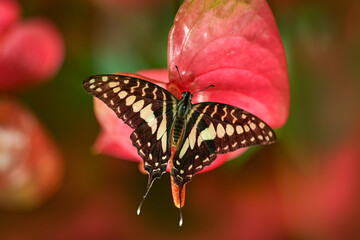 Graphium doson, common jay, butterfly from Papilionidae swallowtails, found in tropical and India, Asia. Beautiful insect from Congo. Blue butterfly sitting on the green leave.