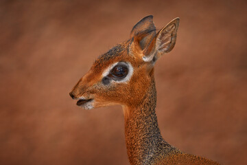 Kirk's dik-dik from Samburu reserve, Kenya. Close-up big eye head portrait of Anetelope, Kirk's dik-dik, Madoqua kirkii, small antelope native to Eastern Africa.