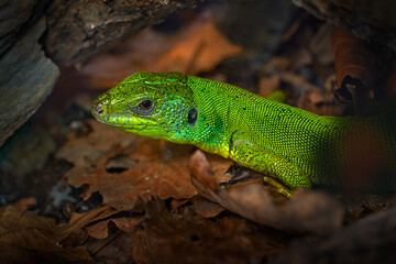 Western green lizard, Lacerta bilineata, green reptile in the nature habitat, Neapol, Italy. Close-up macro portrait of lizard in the leaves.