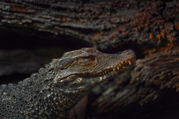 Cuvier's dwarf caiman, Paleosuchus palpebrosus, crocodilian in the alligator family. Small caiman...
