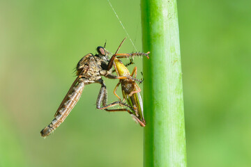 Robberfly on a leaf