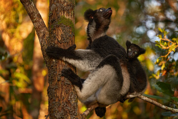 Indri with young cub on the back. Wildlife Madagascar, babakoto, Indri indri, monkey with young babe cub in Kirindy Forest, Madagascar. Lemur in the nature habitat. Sifaka on the tree, sunny day.
