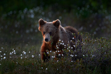 Cute young brown bear cub on the cotton grass, summer season in Finland taiga. Lost bear baby...