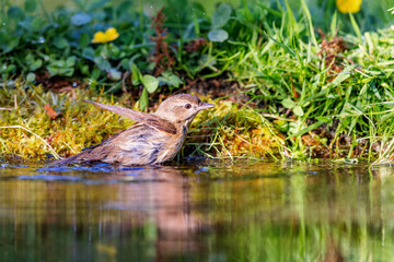 Garden Warbler (Sylvia borin) sitting at a pond in spring.