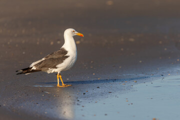 Lesser black-backed gull (Larus fuscus) on the beach on Juist, East Frisian Islands, Germany.