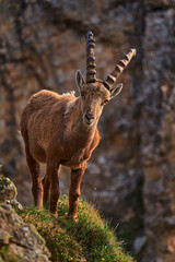 Ibex from Niederhorn, Switzerland. Ibex, Capra ibex, horned alpine animal with rocks in background, animal in the stone nature habitat, Alps. Evening orange sunset, wildlife nature.