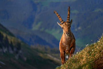 Ibex from Niederhorn, Switzerland. Ibex, Capra ibex, horned alpine animal with rocks in background, animal in the stone nature habitat, Alps. Evening orange sunset, wildlife nature. - 619316973