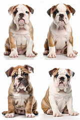 Young buldog puppy on the white background. Generative AI
