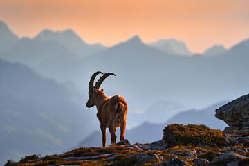 Ibex from Niederhorn, Switzerland. Ibex, Capra ibex, horned alpine animal with rocks in background,...