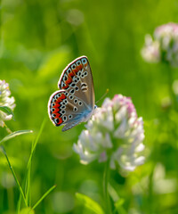 Wild flowers of clover and butterfly in a meadow in nature in the rays of sunlight in summer in the...