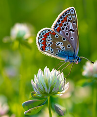 Wild flowers of clover and butterfly in a meadow in nature in the rays of sunlight in summer in the spring close-up