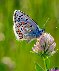 Wild flowers of clover and butterfly in a meadow in nature in the rays of sunlight in summer in the spring close-up © squallice