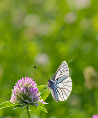 Wild flowers of clover and butterfly in a meadow in nature in the rays of sunlight in summer in the spring close-up