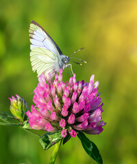 Wild flowers of clover and butterfly in a meadow in nature in the rays of sunlight in summer in the spring close-up