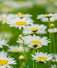 field of daisies on a blurry background