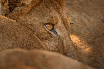Africa wildlife, Cute lion cub with mother, African danger animal, Panthera leo, Khwai river,...