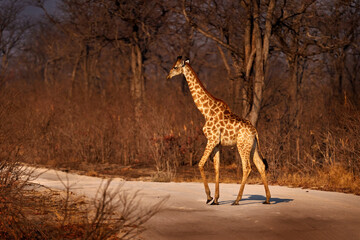 Giraffe on the gravel road, Khwai in Botswana. Africa wildlife, big long neck animal in the forest,...